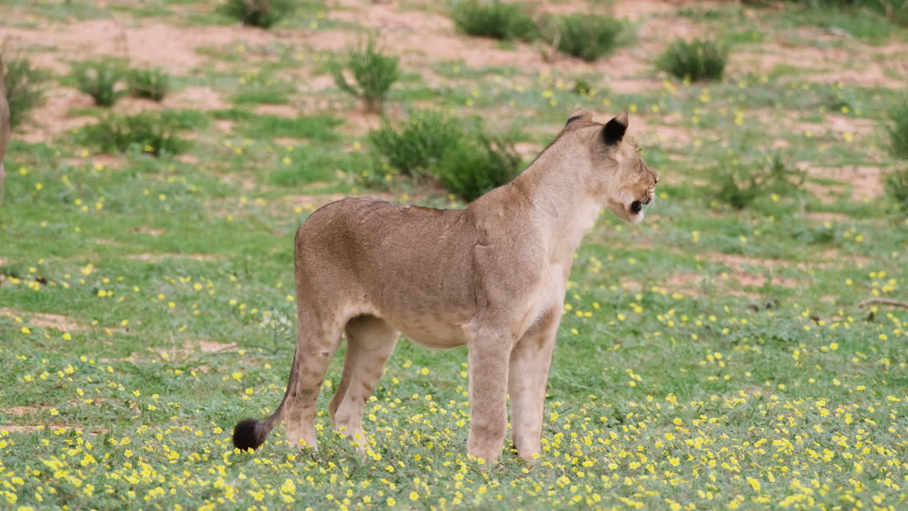 jagende leeuwin loopt op een grasland met kleine gele wilde bloemen in zuid-afrika.