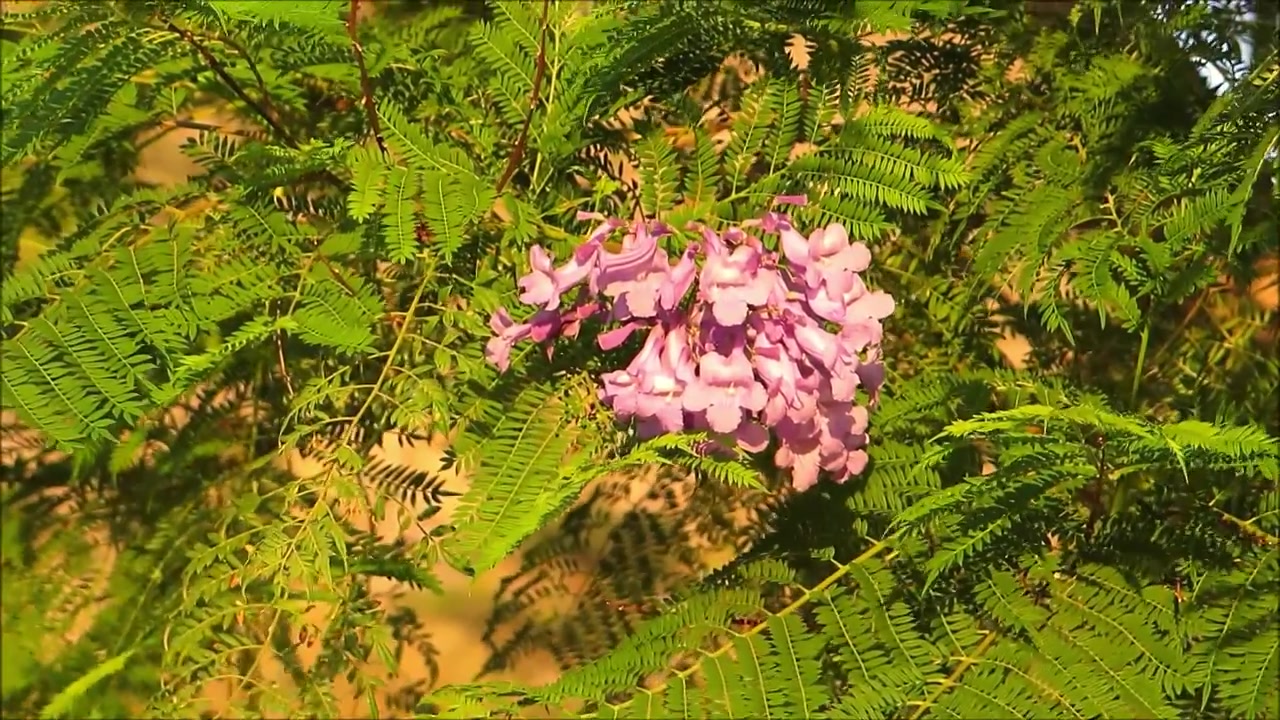 L'unico grappolo di fiori rimasto su un albero di Jacaranda nella campagna andalusa.