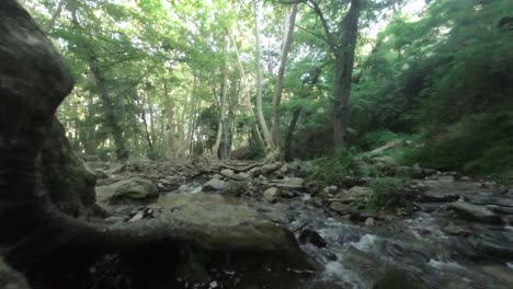 Tranquilo-Arroyo-Forestal-Que-Fluye-Sobre-Rocas-En-El-Bosque-De-Gualba,-Barcelona,-Con-Exuberante-Vegetación-Y-Atmósfera-Serena,-Luz-Del-Día