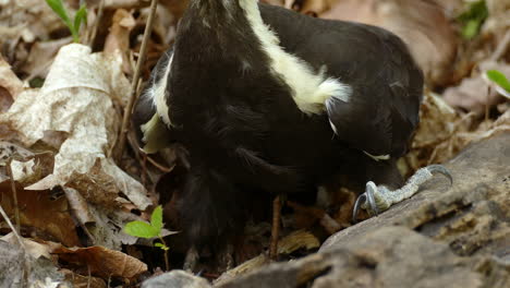 Close-up-female-Pileated-Woodpecker-searches-for-insects-in-a-fallen-tree