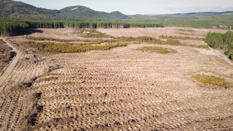 amplia, vasta área deforestada con montañas y bosques en el fondo bajo el cielo azul claro de la noche