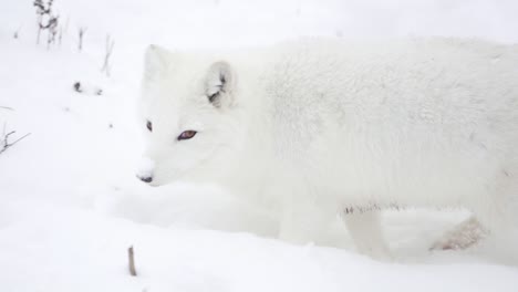 Einen-Polarfuchs-Schwenken-Und-Verfolgen,-Während-Er-Durch-Den-Schnee-Läuft