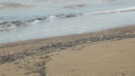 Seashells-on-the-white-sand-beach-in-summer,-calm-waves,-Baltic-sea-coastline,-summer-vacation,-relaxation,-ocean,-travel-concept,-medium-shot