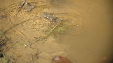 Gelbbauchunken-Schwimmen-In-Einem-Teich.-Verdun,-Frankreich