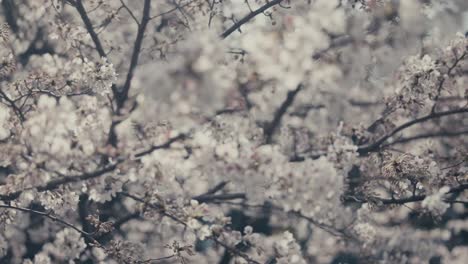 Weiße-Japanische-Kirschblüte-An-Einem-Bewölkten-Tag---Nahaufnahme