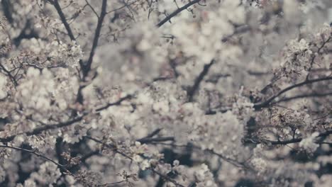 white japanese cherry blossom on a cloudy day - close up