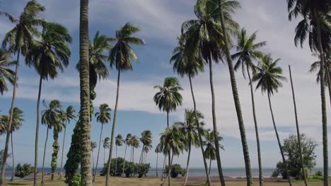 slow aerial flight through coconut trees with a tropical beach in the background in tahiti french polynesia