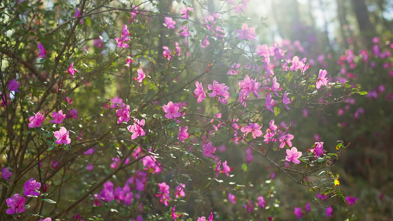 Pink Azaleas in the Forest