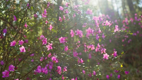 pink azaleas in the forest