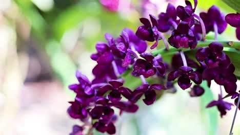 orquídeas vibrantes se balancean suavemente en el mercado de bangkok
