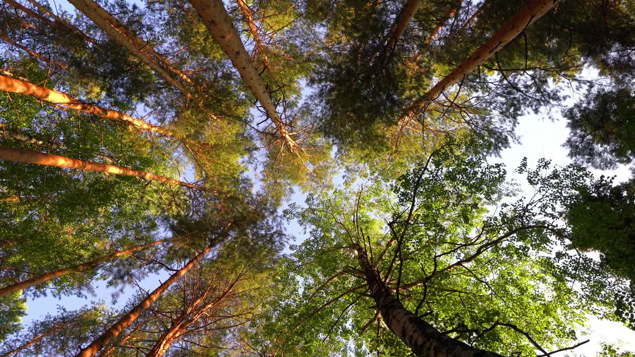 un paisaje mágico de verano. coronas verdes de árboles. disparado desde abajo, panorámica. movimiento suave de la cámara. concepto de verano, bucle de video, video 4k