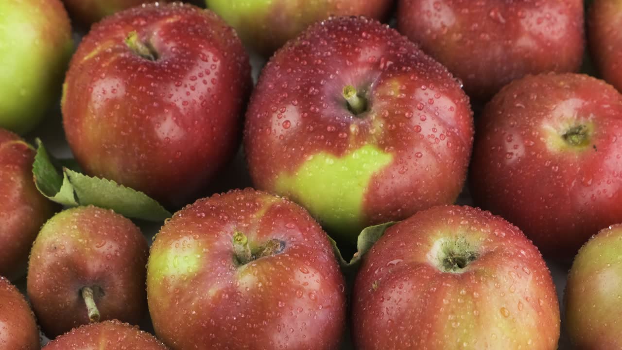 수직 파노라마: 이슬방울과 함께 익은, 맛있는 사과. 과일 배경.