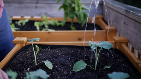 water being poured onto plants