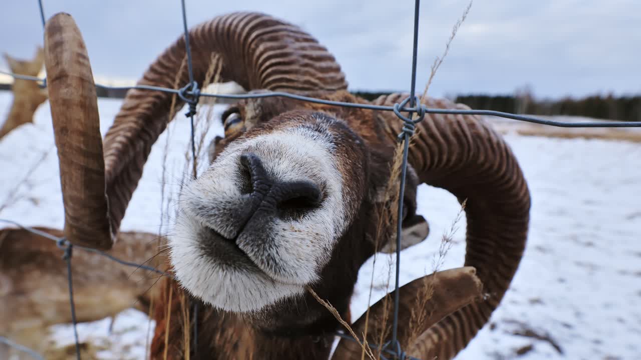 Funny mouflon face close to camera in snowy Latvian field near rural woodland