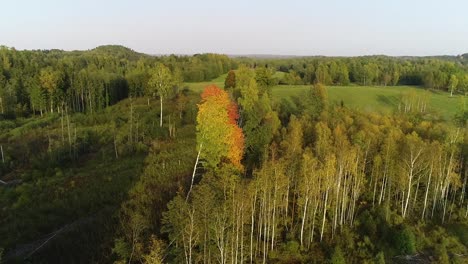 Herbstwald-Und-Grüne-Wiese