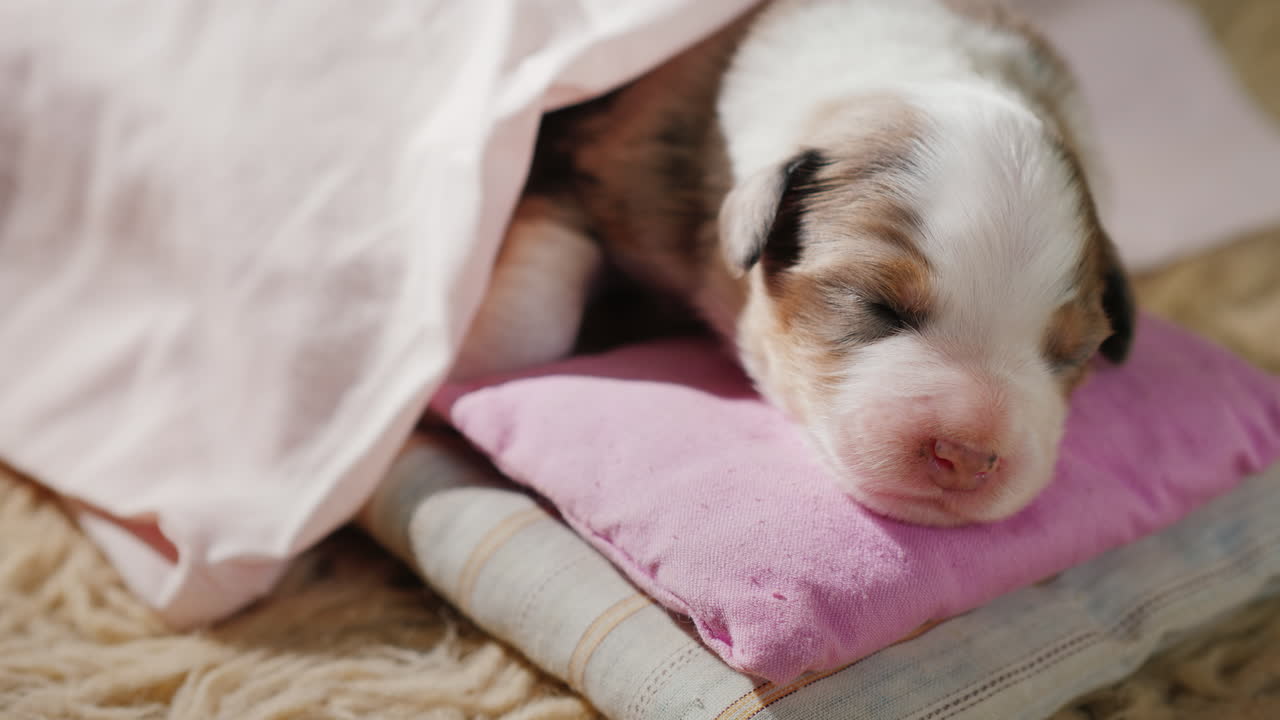 침대에서 자고 있는 귀여운 신생아 강아지 01