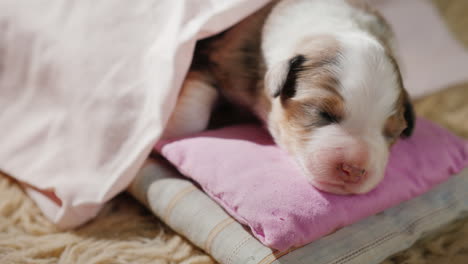 lindo cachorro recién nacido durmiendo en la cama 01