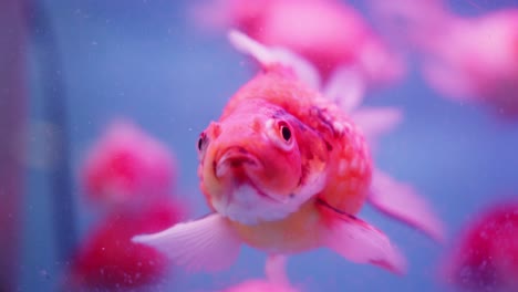 Primer-Plano-De-Coloridos-Peces-Dorados-Ryukin-Nadando-En-El-Agua-Azul-Del-Acuario