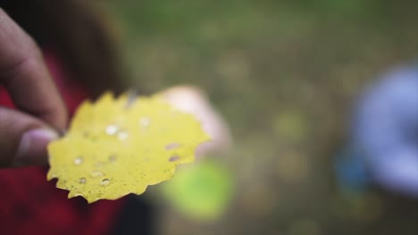 dew on leafs we holding