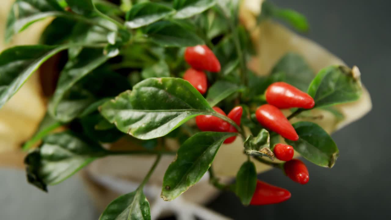 Peperoncino rosso con foglie 4k