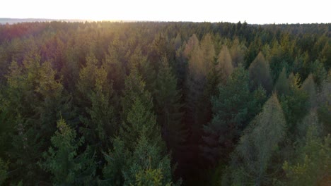 Tall-coniferous-trees-forming-a-dense-trick-on-a-sunny-morning,-the-sunrise-is-colored-golden-green-cones