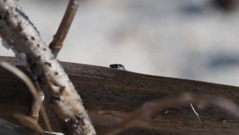 Peacock-spider,-Male-Maratus-speculifer