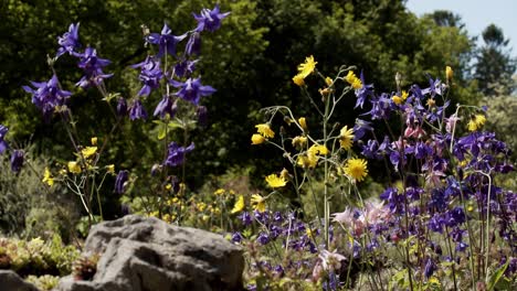 blooming wild and yellow flowers in rural landscape on sunny day, static shot