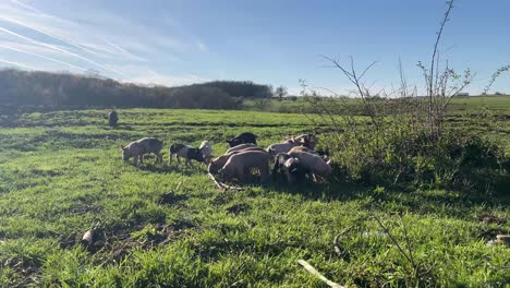 a group of piglets standing on a green grass field at golden hour with a blue sky in the background.