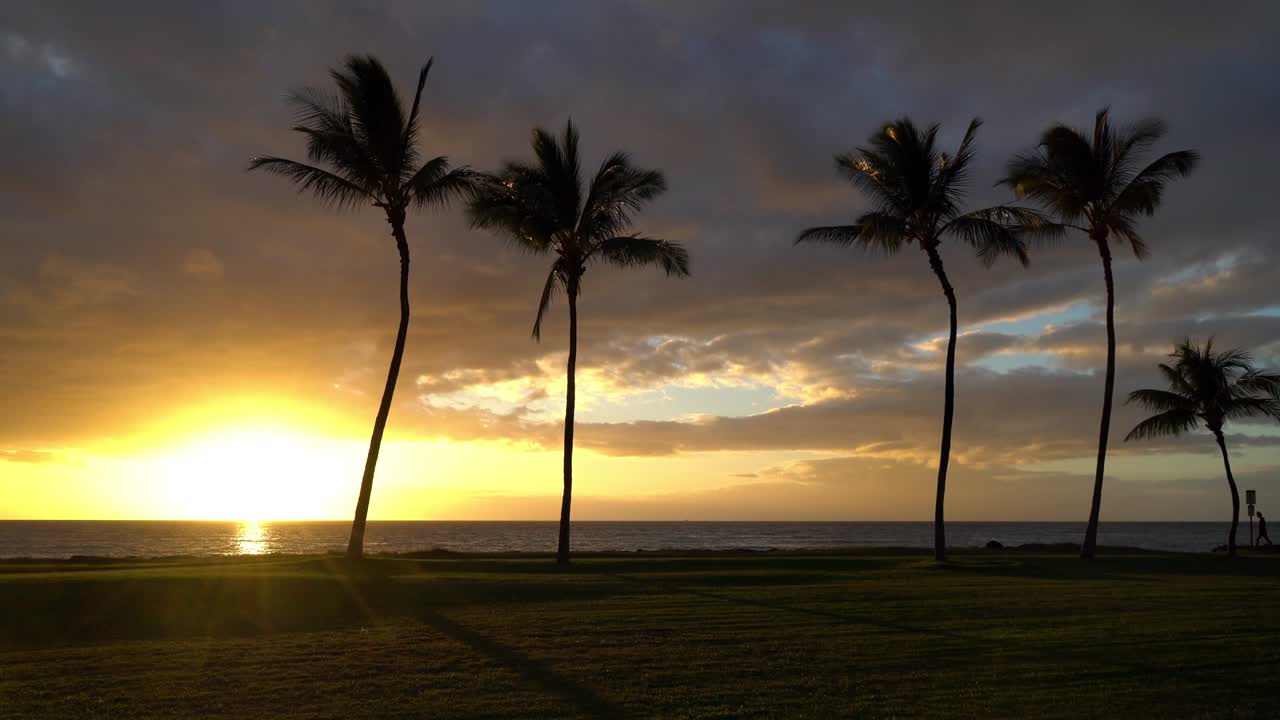 하와이 의  나무 들 과 함께 해 가 지는 것