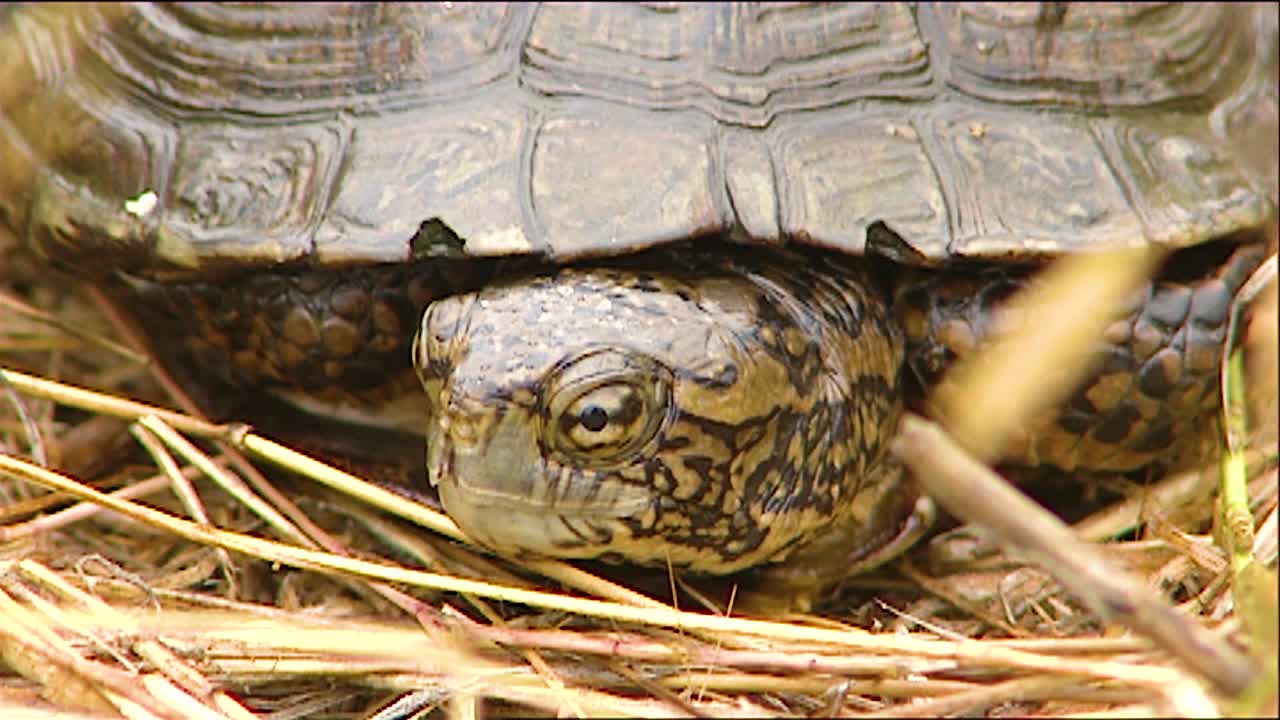 거북이와 껍질의 클로즈업