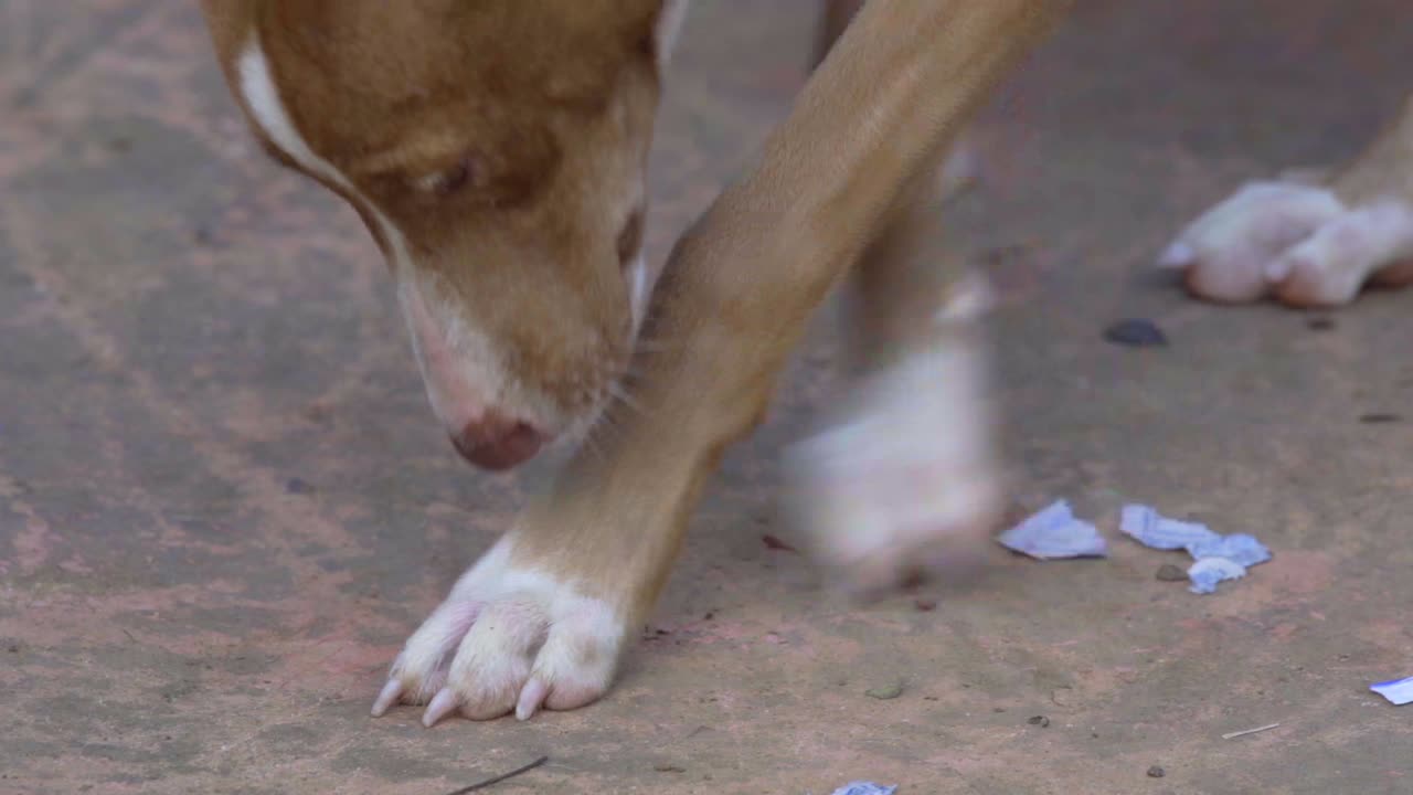 dog scratching floor sniffing cute