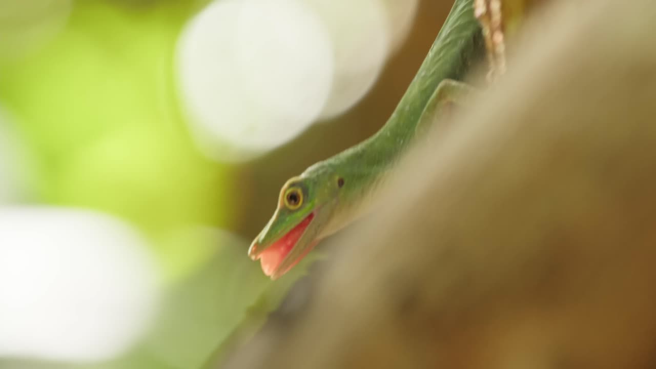 Green Anolis lizard opens its mouth and jumps behind a insect to hunt