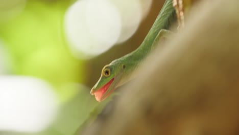 green anolis lizard opens its mouth and jumps behind a insect to hunt