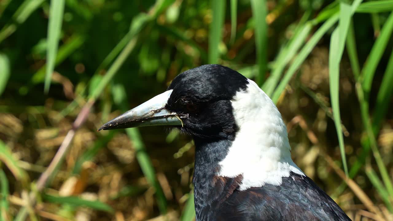 fotografía de cerca de una urraca australiana, gymnorhina tibicen con plumaje blanco y negro, preguntándose por su entorno durante el día