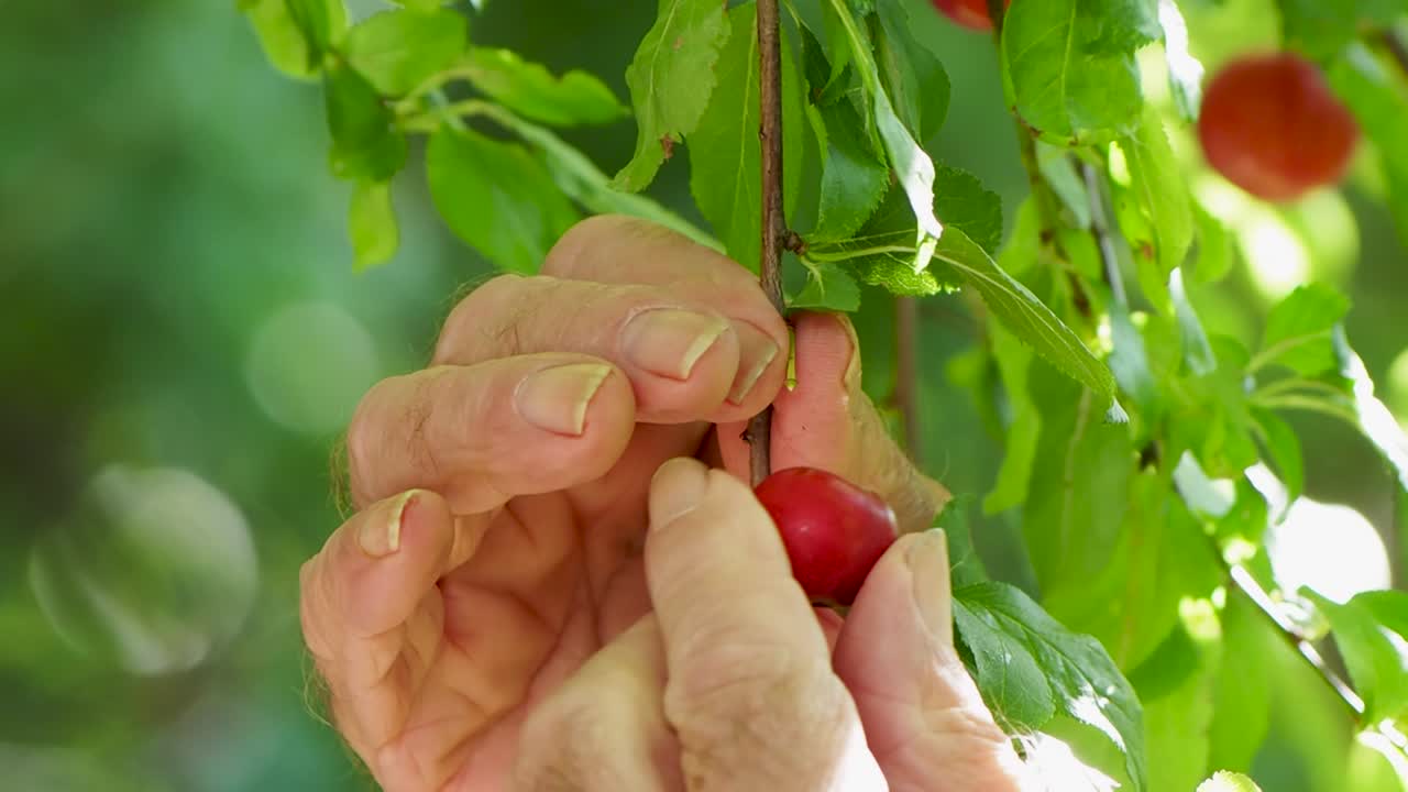 나뭇가지에 잘 익은 작은 자두를 손으로 따는 것은 멋진 조명과 함께 닫혀 있습니다
