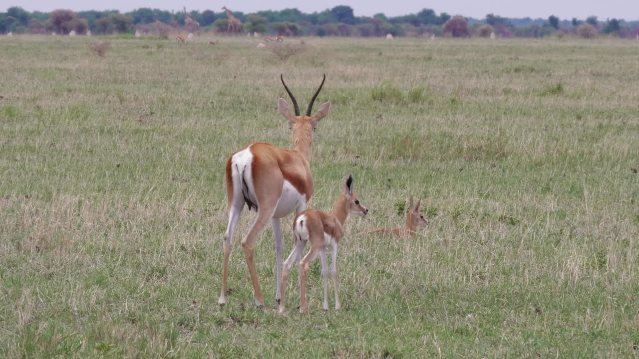 una madre springbok y su cría se paran en un campo seco y abierto en las llanuras de botswana