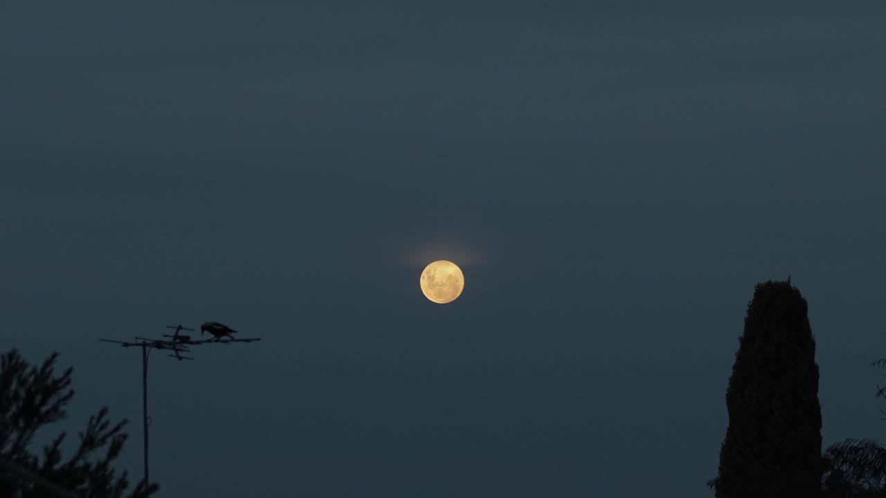은 달 어두움의 마피 (red moon dusk magpie on tv aerial australia, victoria, gippsland, maffra wide shot)