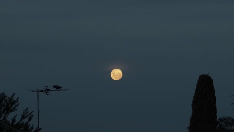 Red-Moon-Dusk-Magpie-on-TV-Aerial-Australia,-Victoria,-Gippsland,-Maffra-Wide-Shot