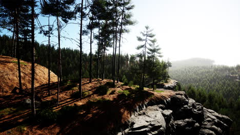 Schöner-Abgelegener-Immergrüner-Wald-In-Den-Bergen