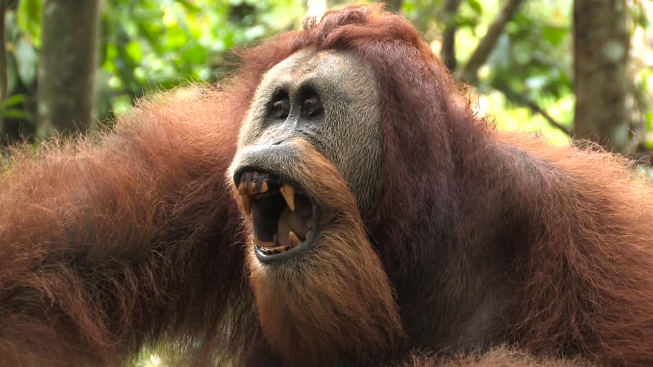 수마트라 오랑우탄 폰고 아벨리 인상적인 큰 성인 수 ⁇  몸과 머리의 클로즈업으로 치아와 깊은 시선을 보여주는 위협적인 몸짓