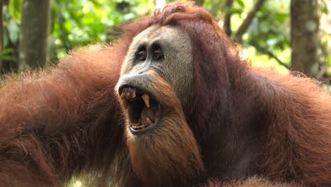 orangután de sumatra pongo abelii impresionante gran macho adulto primer plano del cuerpo y la cabeza con gestos de amenaza que muestran dientes y mirada profunda