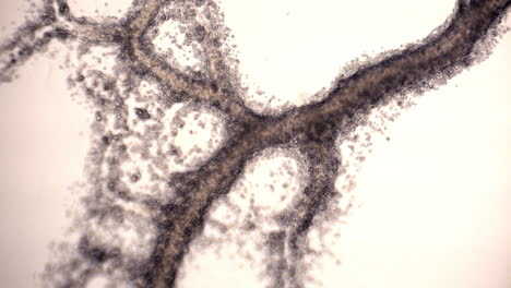 ramas tubulares del moho mucilaginoso physarum polycephalum que muestran flujo citoplasmático