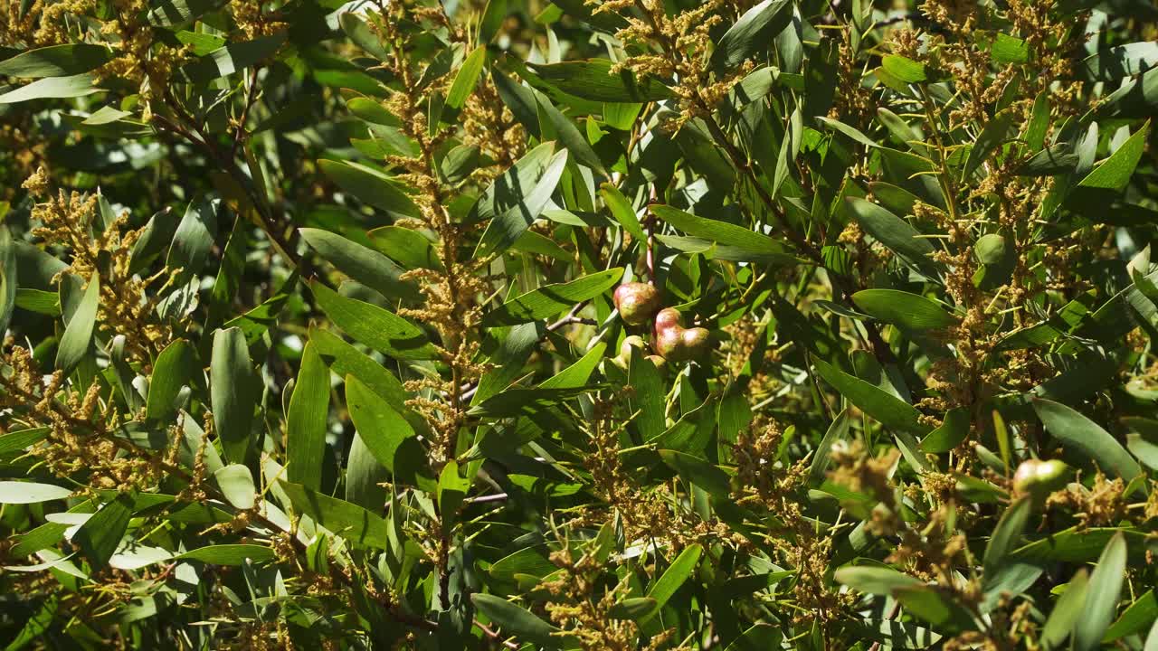 4k는 일반적으로 바람에 흔들리는 얕은 욋가지로 알려진 일부 아카시아 롱기폴리아에 근접합니다.