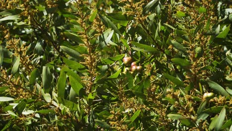 4K-close-up-on-some-acacia-longifolia-commonly-known-as-shallow-wattle-shaking-in-the-wind