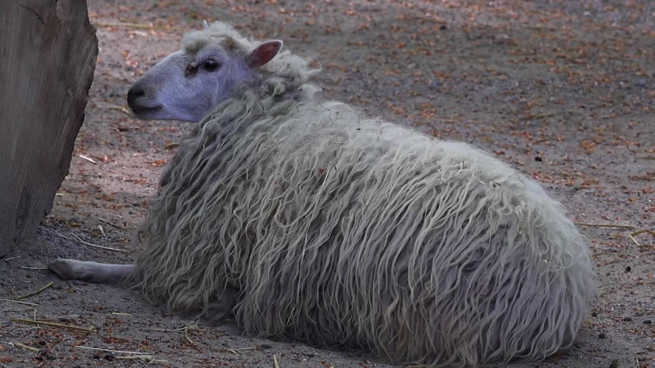 Pecora domestica che riposa sul terreno sterrato, mostrando la sua lana folta e arruffata.