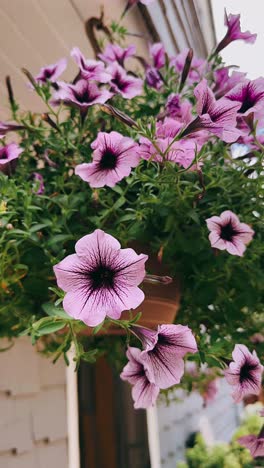 purple petunias in a hanging basket