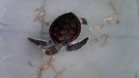 Tortuga-Majestuosa-En-Peligro-De-Extinción-Alimentándose-De-Un-Pez-Pequeño-En-Un-Refugio-De-Tortugas-En-Zanzíbar