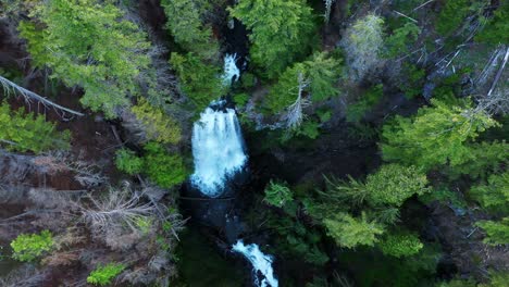 aerial descending bird's eye shot of waterfall and the treetops of the evergreen forest in the pacific northwest, washington state.