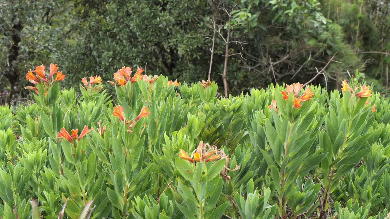 low rainforest mountain flowers, extrema - minas gerais, brazil,
