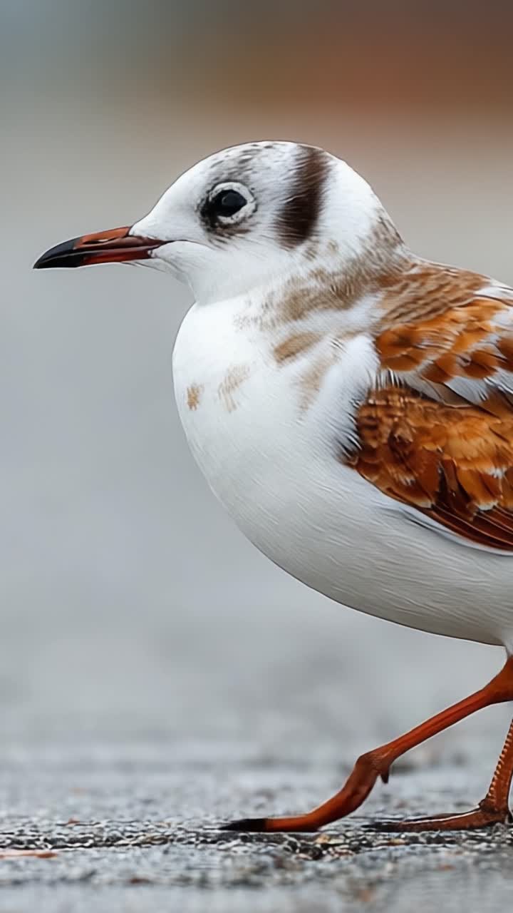 Un maestoso primo piano che mostra le affascinanti caratteristiche di un bellissimo uccello, evidenziandone il piumaggio unico e la posa elegante in un ambiente naturale.